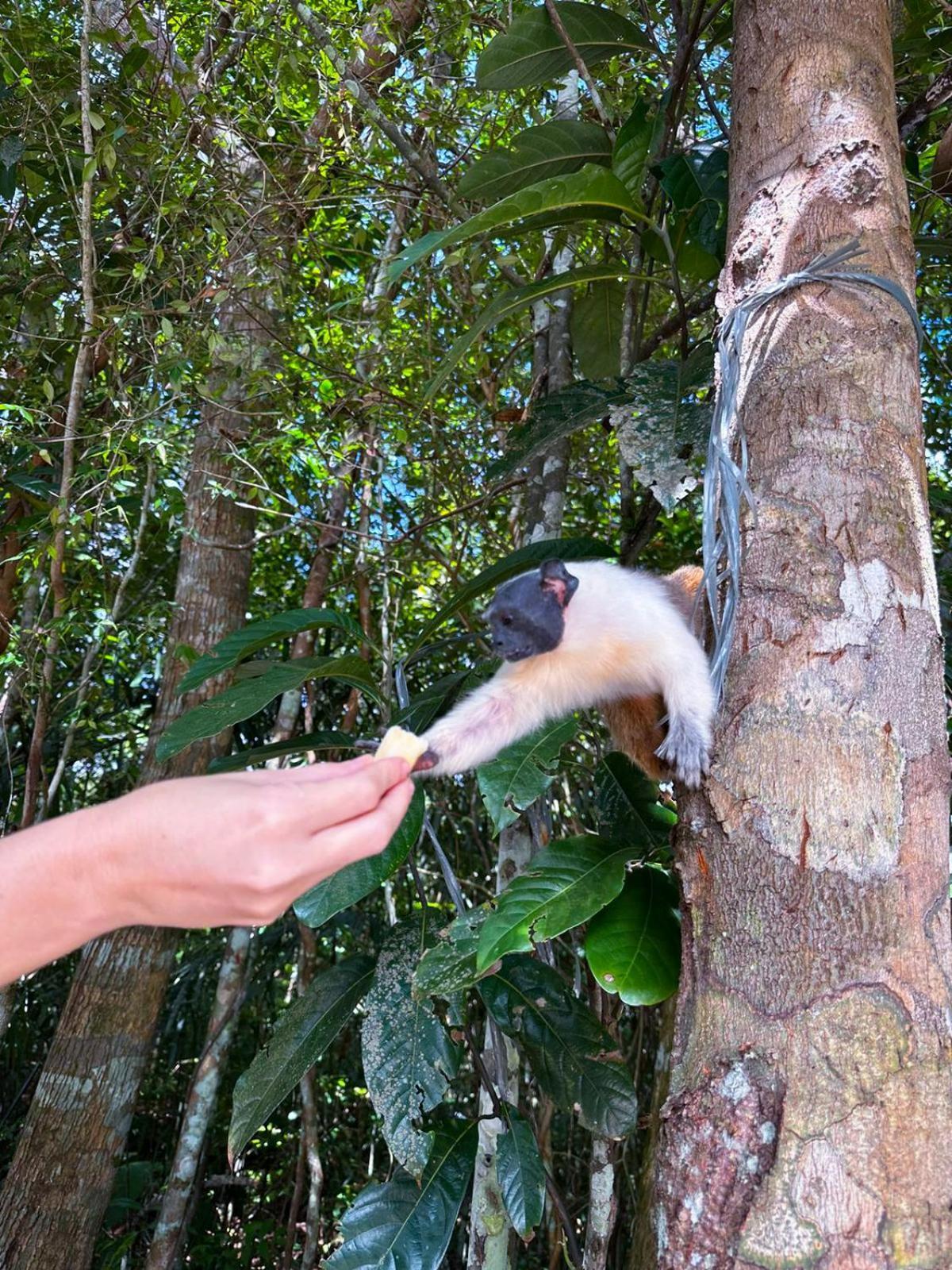 Floresta Zen - Pousada Xamanica Manaus Dış mekan fotoğraf