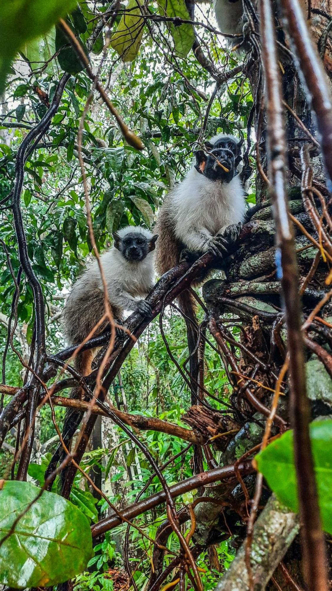 Floresta Zen - Pousada Xamanica Manaus Oda fotoğraf